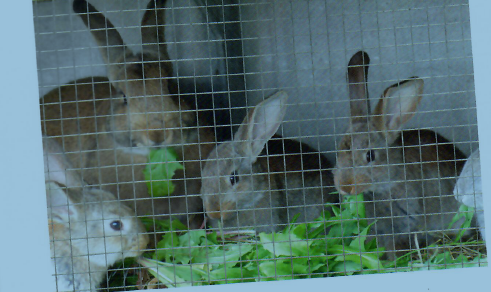 Drahtgitter Für Hasen, Hühner oder Volieren und andere Kleintierställe